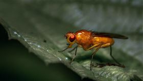 Ｐｉｘａｂａｙ