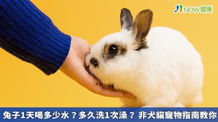 兔子多久洗1次澡？ 非犬貓寵物指南