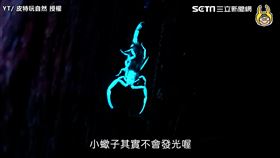 ▼「皮特」（圖／皮特玩自然　授權）