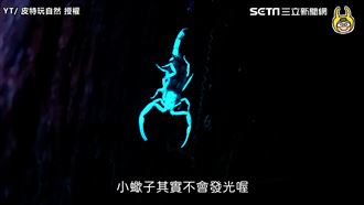 野外用「紫光燈」　照出科幻螢光蠍子
