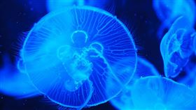 水母（圖／翻攝自Pixabay）
