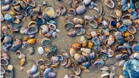 女子吃了在海灘撿的蛤蜊後癱瘓。（示意圖／Unplash）