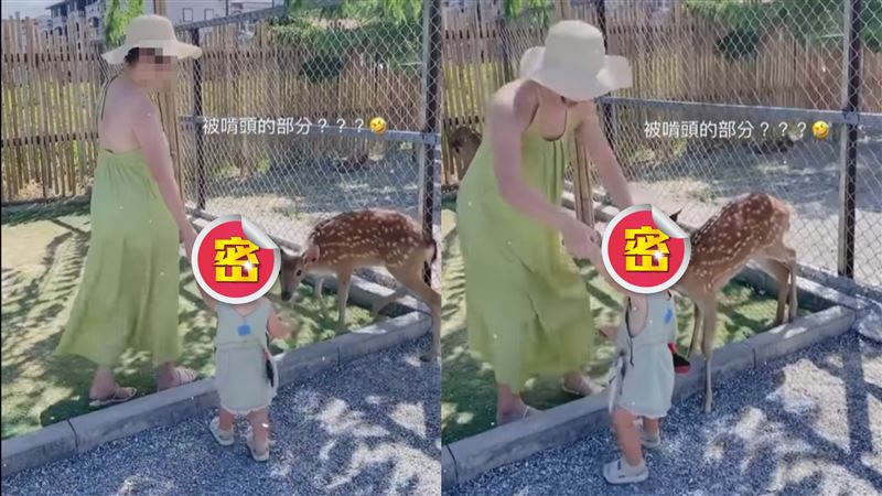梅花鹿盯上女兒「沖天炮」　媽媽嚇歪