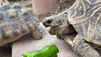 烏龜吃青椒仰天大叫　厭惡表情太生動