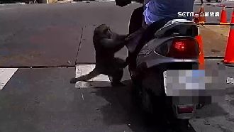 柴山山腳騎士停紅燈　遭獼猴搶香蕉