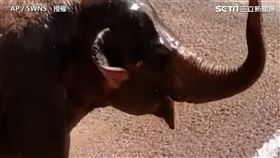 小象因將水龍頭的冰涼水都撒在自己身上，而露出享受的臉。