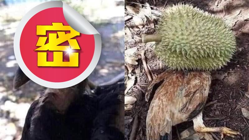雞戴安全帽躲榴蓮！網見下場笑翻
