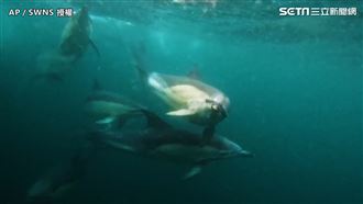 充滿好奇心的海豚們　聚在船邊聊天