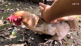 活了15年的母雞（圖／翻攝自西瓜視頻）