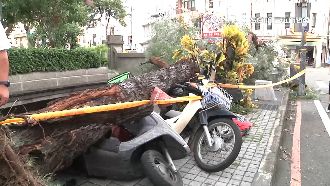 強風吹斷路樹砸3機車　壓傷1外送員