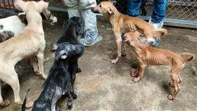 毛孩墳場轉移新北！百狗慘遭虐畫面曝