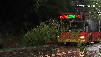 陽明山風吹斷竹　倒塌擋路遮駕駛視線