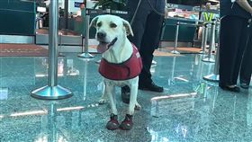 緝毒犬,航警,機場,桃園,翻攝畫面
