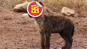 ▲男子將「怪狗」買回家飼養，越養越覺不對勁！（示意圖／翻攝自pixabay）