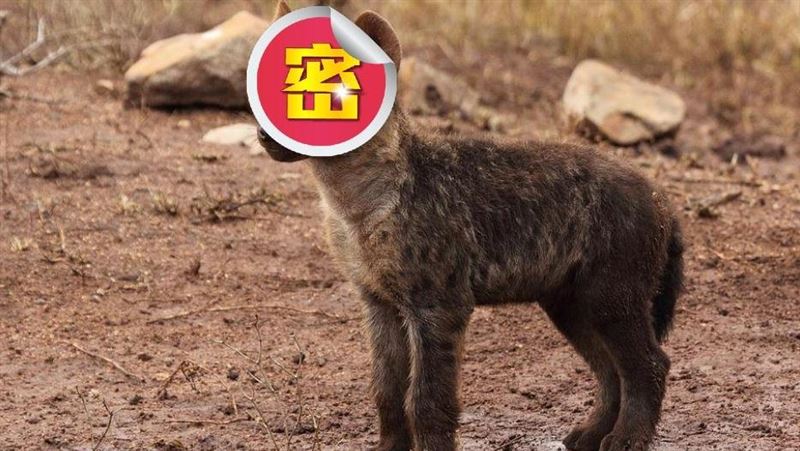 男子買到「與眾不同」的狗！結局嚇人