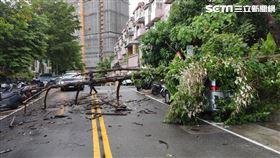新北市，淡水，路樹倒塌，軒嵐諾