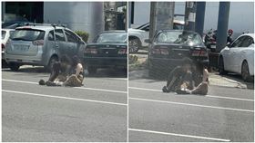 當公園野餐？小情侶「馬路上調情」靠頭摟抱網看傻：有病吧
