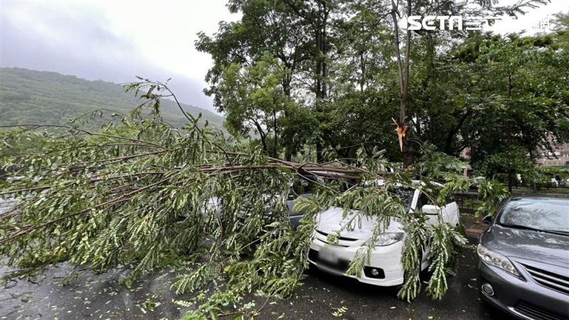 高雄路樹被強風吹倒　4車主醒來傻眼