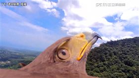 ▲遊隼。（圖／老K馴鷹 授權）