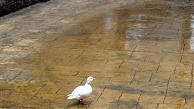 颱風天撿到鴨。（圖／翻攝自PTT）