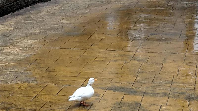 他在颱風天撿到鴨好慌　網喊：這很貴