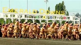 恐龍,賽馬,比賽