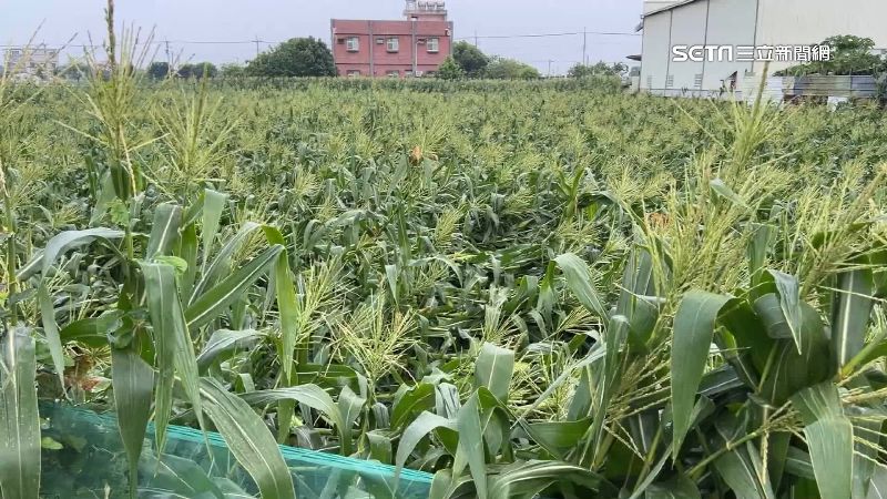軒嵐諾襲台「農損183萬」1物最慘