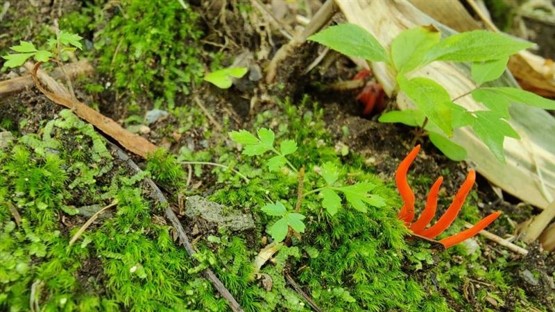 日本公園驚見超毒火焰茸　誤食恐奪命
