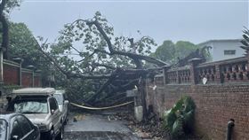 新北市，淡水，真理大學，樹木，倒塌，軒嵐諾，翻攝畫面