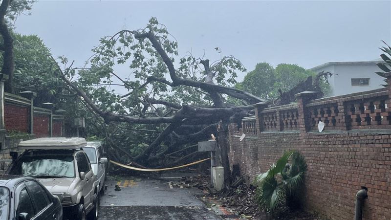 不敵軒嵐諾！　真理大學樹木壓毀圍牆