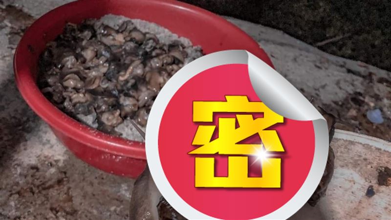 下豪雨！他爽抓「原住民和牛」喊美味