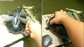 烏龜,龜殼,長大,飼主https://www.tiktok.com/@cacanh.hoanganh/video/7137991800584817963?is_from_webapp=v1&item_id=7137991800584817963&refer=embed&referer_url=https%3A%2F%2Fpets.ettoday.net%2F&referer_url=https%3