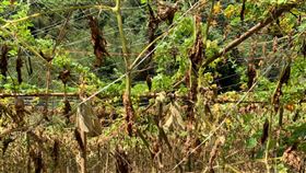 花蓮蔬菜遭旱災  農委會公告現金救助7、8月高溫未降雨，花蓮農民栽種的薑、苦瓜、四季豆有植株葉面乾枯、生長受阻或落花、落果等乾旱受災情況，農委會已公告秀林鄉為乾旱農業天然災害現金救助地區。（花蓮縣政府提供）中央社記者李先鳳傳真  111年9月5日