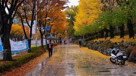 韓國，下雨，南韓，颱風。（圖／翻攝自pixabay）