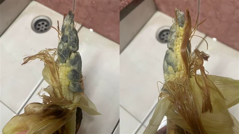 玉米筍變異成泰國蝦　老饕讚：賺到了