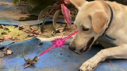 就派ㄟ　牠霸氣吼贏拉布拉多犬網笑翻