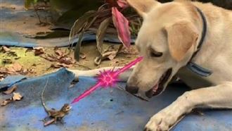 就派ㄟ　牠霸氣吼贏拉布拉多犬網笑翻