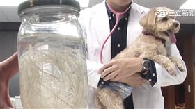 狗,蚊子,心絲蟲,預防藥