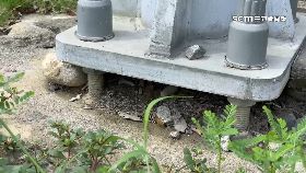 文 燈桿鏤空險1200