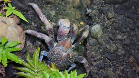 守護寄居蟹設「房屋仲介所」  鼓勵商店提供螺殼宜蘭縣無尾港文教促進會及台東縣自然與人文學會今年參與海洋保育署的海洋保育在地守護計畫，為寄居蟹設置「房屋仲介所」，鼓勵商店及餐廳提供螺殼，再協助放置到寄居蟹常出沒地點，讓寄居蟹換殼。（海洋保育署提供）中央社記者蔡孟妤傳真  111年9月6日