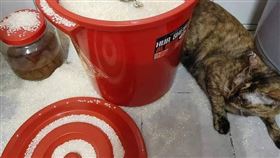 貓咪在米缸裡拉屎（圖／翻攝自爆廢公社二館）