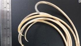 0906犬蛔蟲 范家堃教授提供