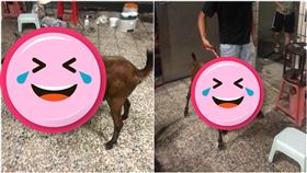 原PO表示「在家烤肉，烤到一半門口跑來一隻羊」。（圖／翻攝自爆廢公社公開版臉書社團）