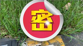 大腦,草叢,真菌