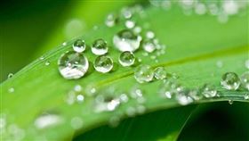 ▲二候白露生。天氣開始下降，但水蒸氣還無法構成露珠依附在植物上。（圖／翻攝自pixabay）