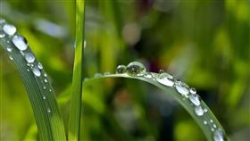 ▲白露相關（圖／翻攝自pixabay） 