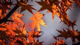 ▲白露為秋天的第三個節氣。（圖／翻攝自pixabay）