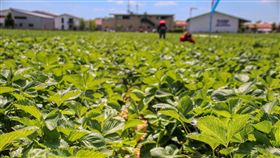 果園,果農,收成,水果(翻攝自 Pixabay)