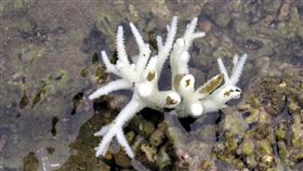 颱風變少升高海底溫度  台東沿海珊瑚白化（2）台東生態導覽員邱冠華觀察，杉原海水浴場南側從8月底潮間帶、亞潮帶珊瑚，都出現珊瑚白化現象。（邱冠華提供）中央社記者盧太城台東傳真  111年9月7日