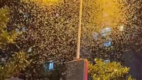 湖南漫天飛蟲炸街！屍堆馬路逾10公分　專家：生命僅1天